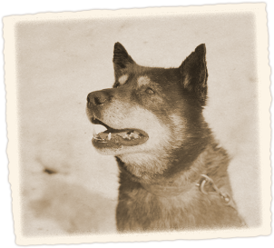 Sledge dog