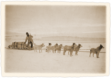 Dog harness worn by sledge dogs
