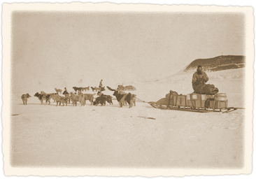 Sledge dogs