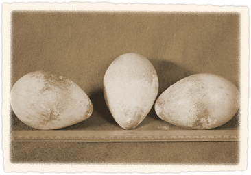 Penguin eggs