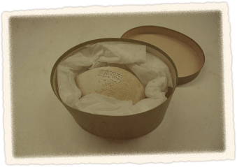 Penguin egg