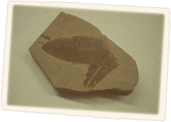 Fossil