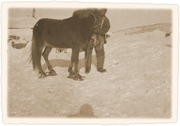 Pony with snow shoes