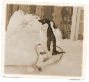 Adelie penguin