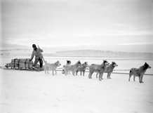 Sledge dog images resource